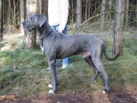 /album/fotogalerie-fremde-zuchtruden1/thyson-ii-jpg1/